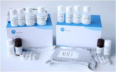   Canine IgA (Immunoglobulin A) ELISA Kit / Canine IgA (Immunoglobulin A) ELISA Kit