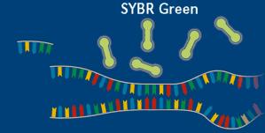 ��������������� ��������� SYBR Green I