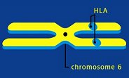 Protrans - chromosome