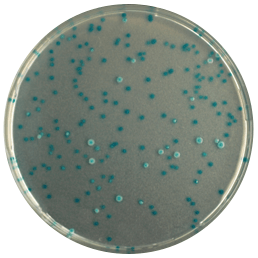 CHROMagar E.coli