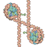 Взаимодействия белок-белок ДНК-белок