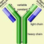 Recombinant human 10 kDa heat shock protein, mitochondrial protein