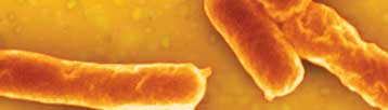  BAX   Esherichia coli