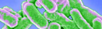  BAX   Salmonella