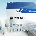   Mouse interleukin 16 (lymphocyte chemoattractant factor) (IL16) ELISA kit / Mouse interleukin 16 (lymphocyte chemoattractant factor) (IL16) ELISA kit