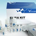   Human Chromogranin,CgA / Human Chromogranin,CgA ELISA Kit