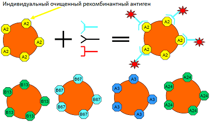LABScreen Single Antigen