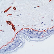       / Laminin Ab-1