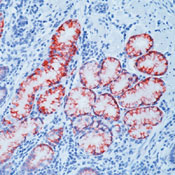      6 / Mucin 6 (MUC-6) Ab-1  