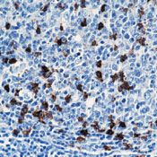     CD57 / CD57 (Natural Killer Cell Marker) Ab-1  
