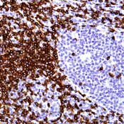    CD3epsilon / CD3epsilon