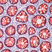        / Milk Fat Globule 1, Human (HMFG1) Ab-1