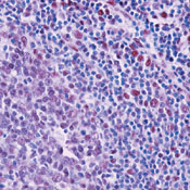      H1 / Histone H1 Ab-1