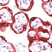       / EGFR ( SP9) / Epidermal Growth Factor Receptor / EGFR ( SP9)