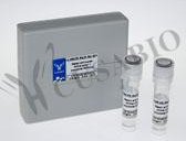 Phospho-RAF1 (S259) Antibody