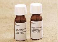 диагностика острых Т-клеточных лейкозов