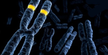 Vysis DNA FISH