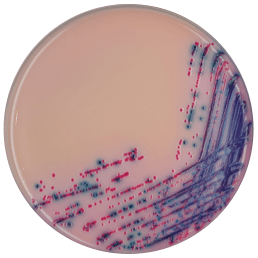 Rambach Agar