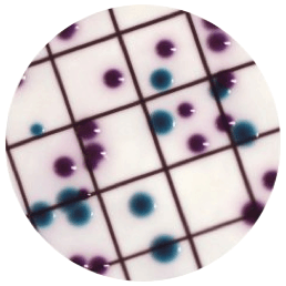 CHROMagar Liquid ECC