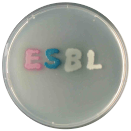CHROMagar ESBL