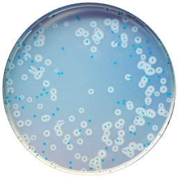 CHROMagar Listeria