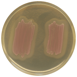 CHROMagar Listeria