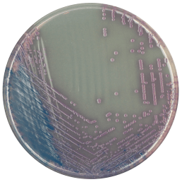 CHROMagar Salmonella