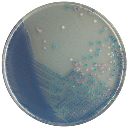 CHROMagar Salmonella Plus