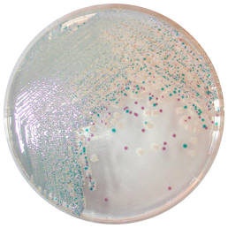CHROMagar Vibrio