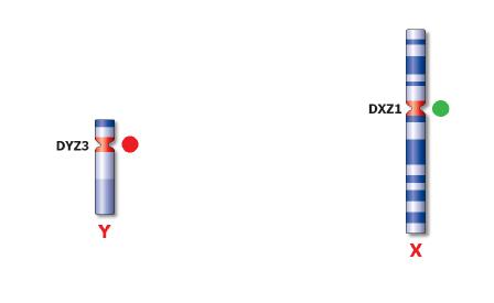 Poseidon™ Chromosome X and Y Satellite Enumeration Probes