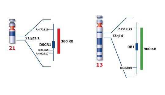 Poseidon™ Repeat Free™ Chromosome 13/21, X/Y/18 specific DNA Probes