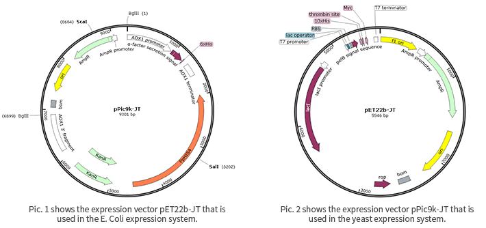 Expression system