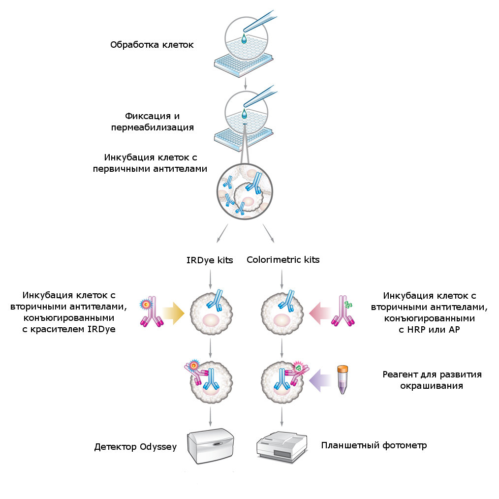 In Cell Western assay
