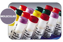    GVHD () / SSP Minor Histocompatibility Antigen Primer Sets