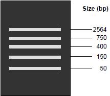 marker DNA size