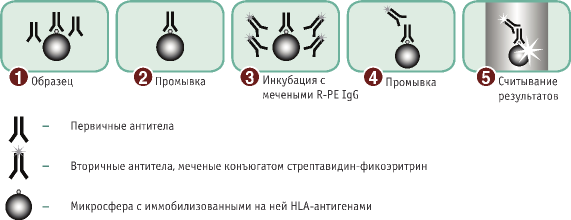 LABScreen -    HLA 