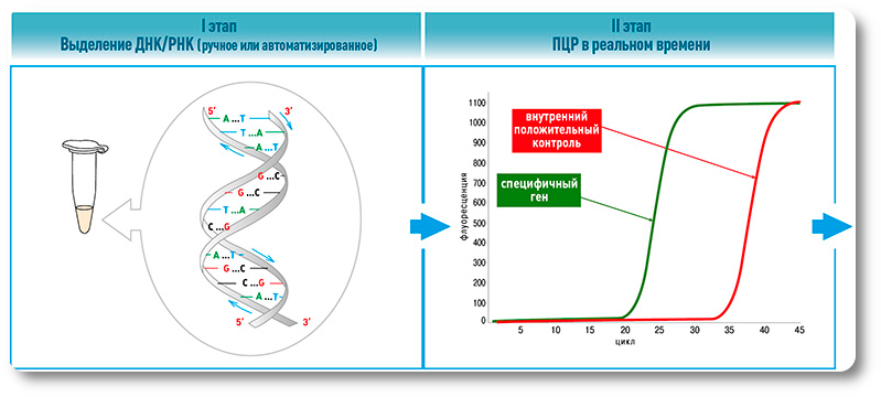 График Реал тайм ПЦР. ПЦР метод исследования этапы. Интерпретация результатов ПЦР. ПЦР рисунок метода. Процесс выделения днк