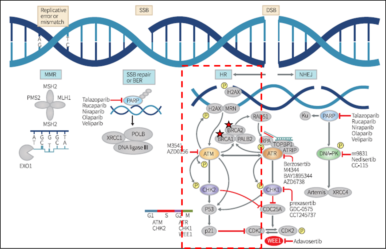 Тест днк рнк. Рекомбинация ДНК. Процесс рекомбинации ДНК. Технология рекомбинантных ДНК. Механизм генетической рекомбинации у эукариот.