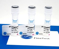 HRP conjugated Rabbit anti Human IgM